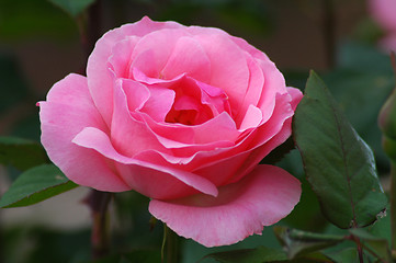 Image showing pink rose