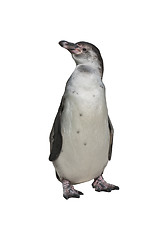 Image showing Humboldt Penguin 