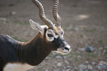 Image showing Male Blackbuck