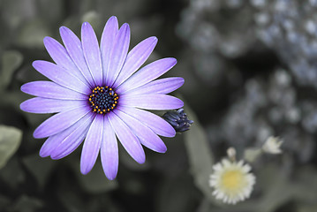 Image showing Purple Daisy