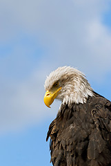 Image showing Bald Eagle