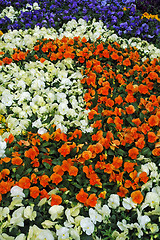 Image showing flowerbed