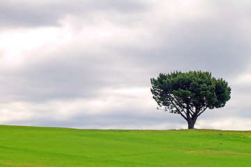 Image showing solitary tree