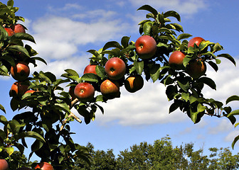 Image showing Harvest time