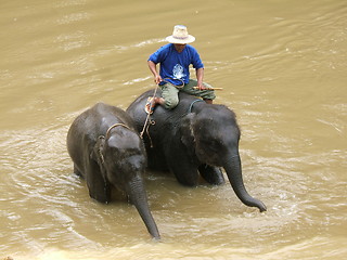 Image showing Man and elephant