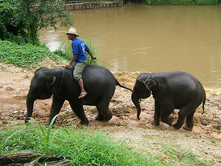 Image showing Man and elephant