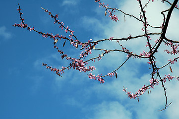 Image showing pink buds