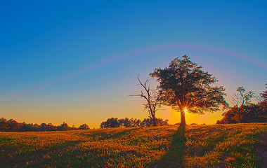 Image showing tree on farmland at sunset