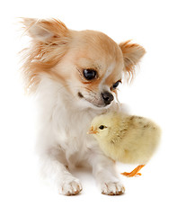 Image showing chihuahua and chick