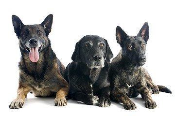 Image showing three dogs