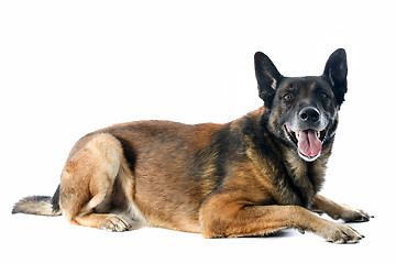 Image showing malinois