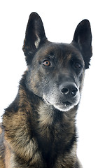 Image showing malinois