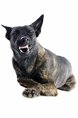 Image showing aggressive Holland Shepherd