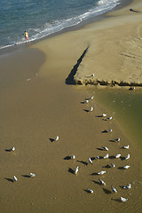 Image showing drinking seagulls