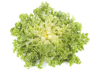 Image showing frisee chicory endive salad