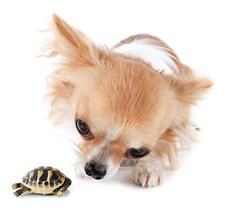 Image showing young Tortoise and chihuahua 