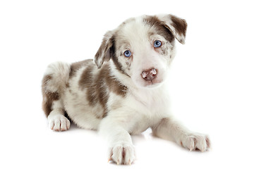 Image showing puppy border collie