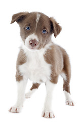 Image showing puppy border collie