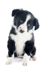 Image showing puppy border collie