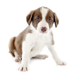 Image showing puppy border collie