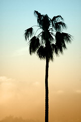 Image showing palm tree