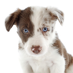 Image showing puppy border collie