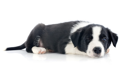 Image showing wink of puppy border collie