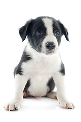 Image showing puppy border collie