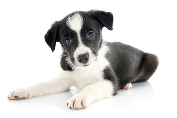 Image showing puppy border collie