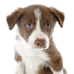 Image showing puppy border collie