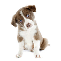 Image showing puppy border collie