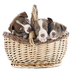 Image showing puppy border collie in basket