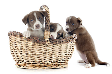 Image showing puppies border collies