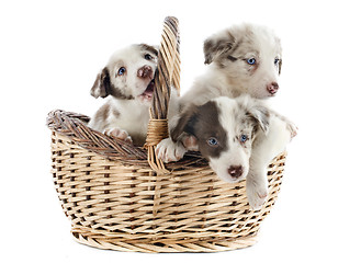 Image showing puppies border collies