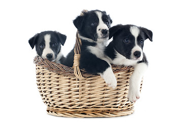 Image showing puppies border collies