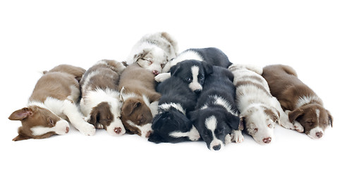 Image showing puppies border collies