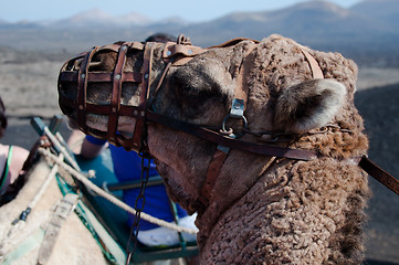 Image showing Dromedary Excursion on Lanzarote