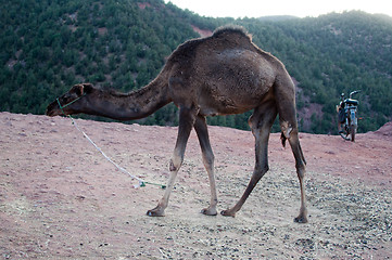 Image showing Resting Camel