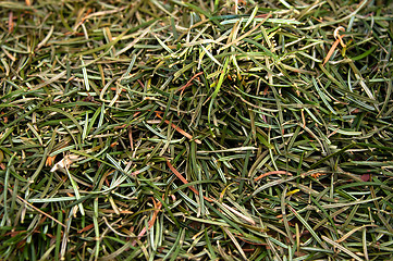 Image showing Closeup of fir needles