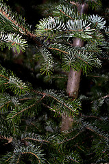 Image showing Caucasian Fir Branches
