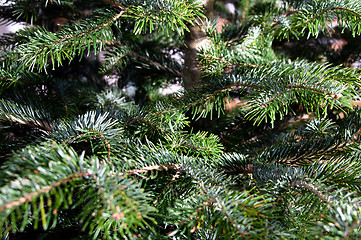 Image showing Caucasian Fir Branches