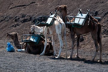 Image showing Camels In Lanzarote