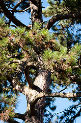 Image showing Pinetrees