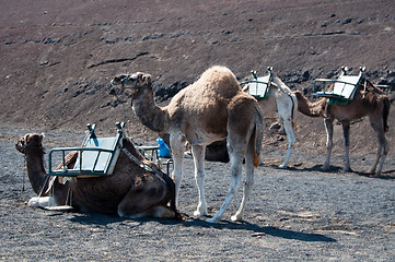 Image showing Camels In Lanzarote