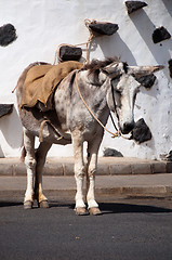 Image showing Spanish Donkey