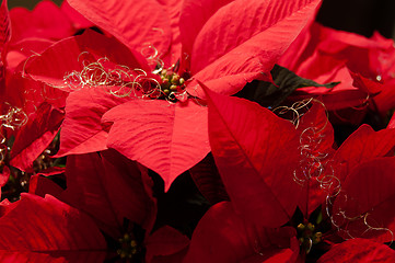 Image showing Festive Poinsettia