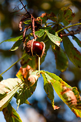 Image showing Chestnut