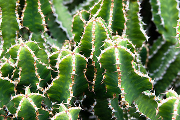 Image showing Green and White Cactus