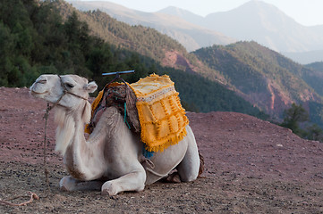 Image showing Resting Camel