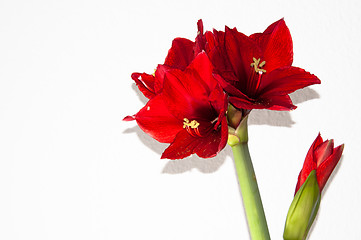 Image showing Red amaryllis greeting card